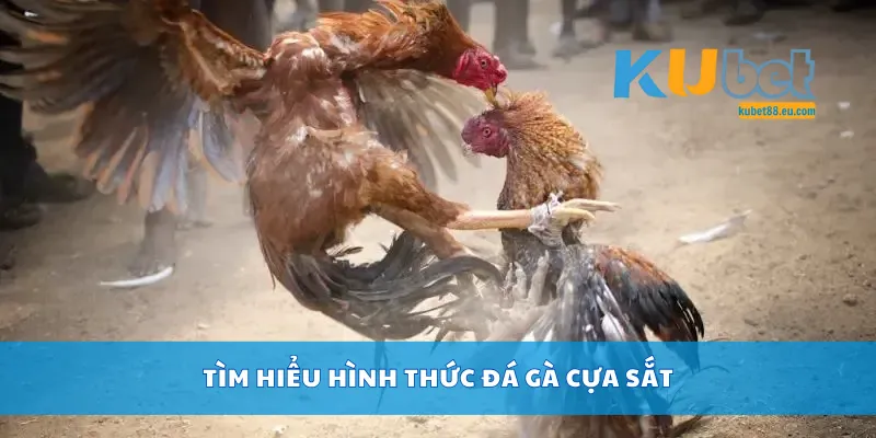 Tìm hiểu hình thức đá gà cựa sắt